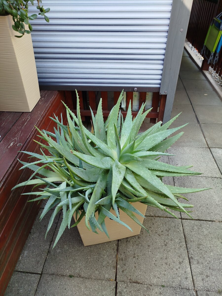 ALOE VERA NA PREDAJ