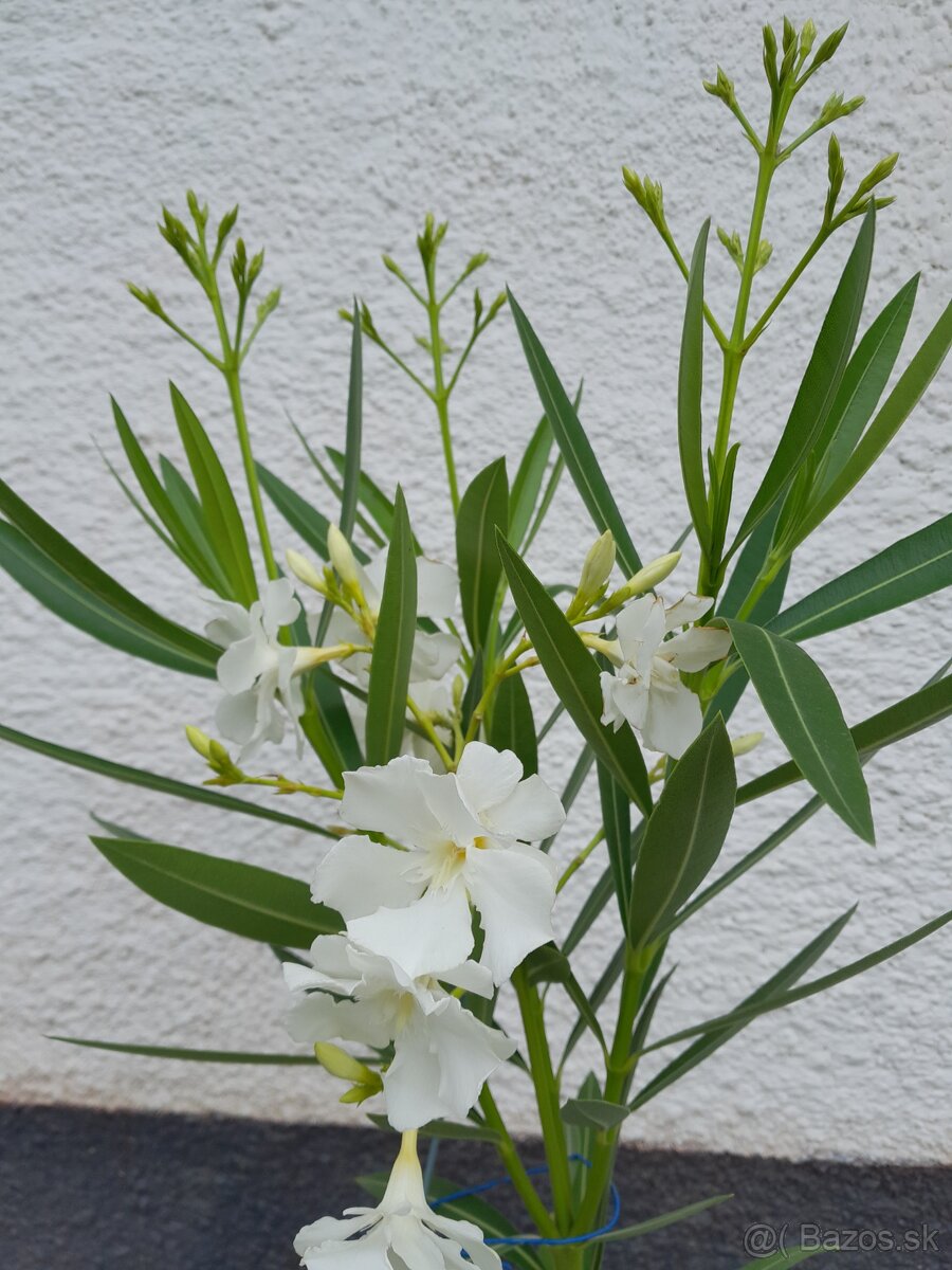 Predám oleander