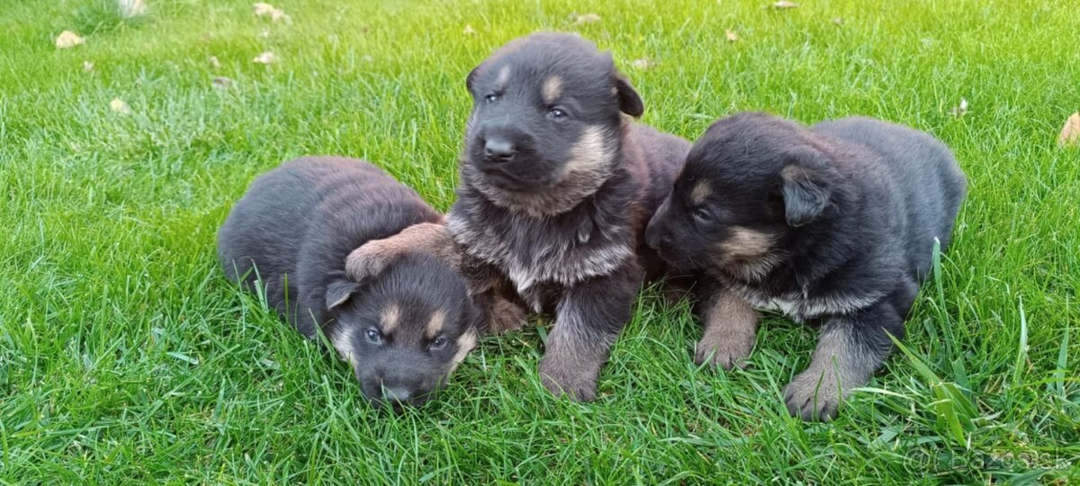 Šteniatka nemeckého ovčiaka