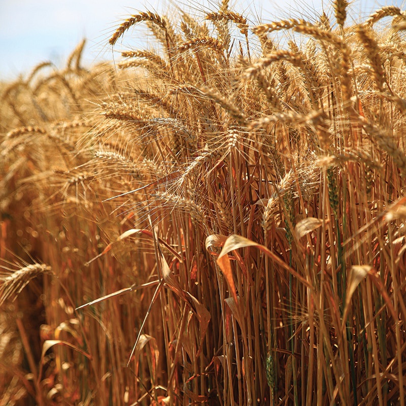 Predám pšenicu, jačmeň, triticale