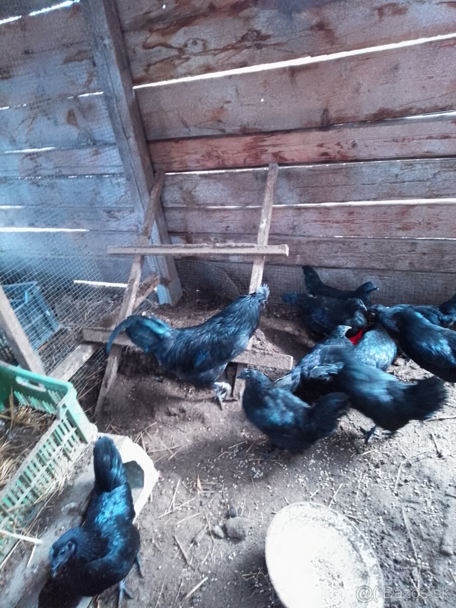 Ayam cemani