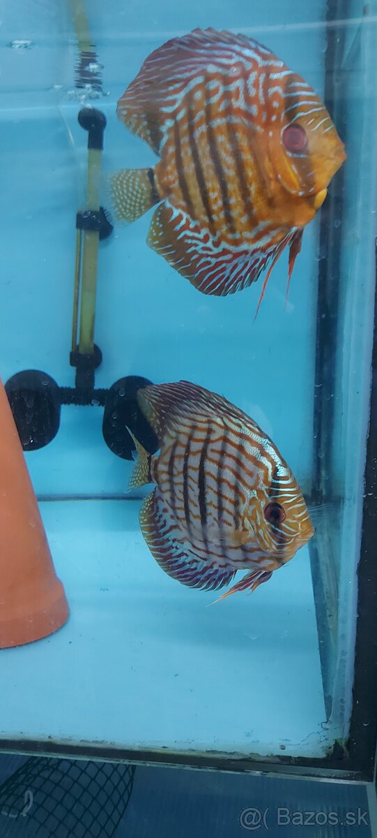 Geophagus winemilleri, sveni, skalar, discus