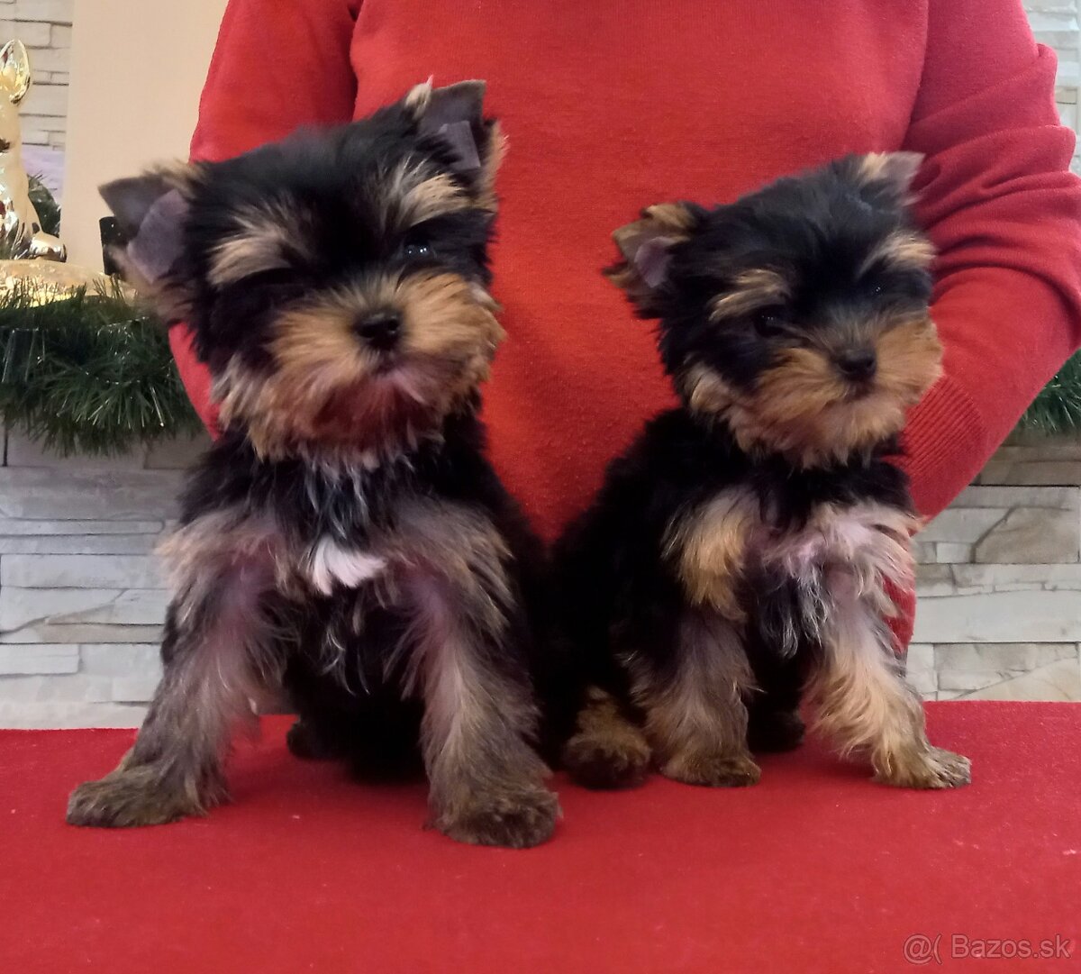 YORKSHIRE TERRIER  s PP - sučky