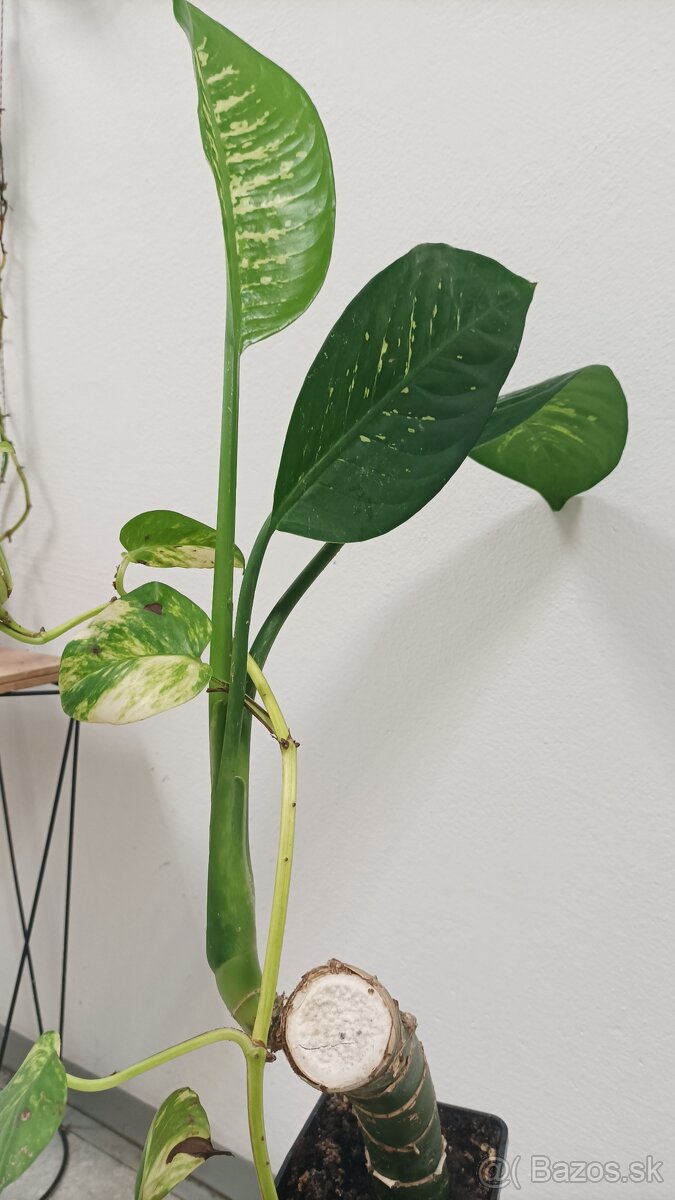 Dieffenbachia - Difenbachia