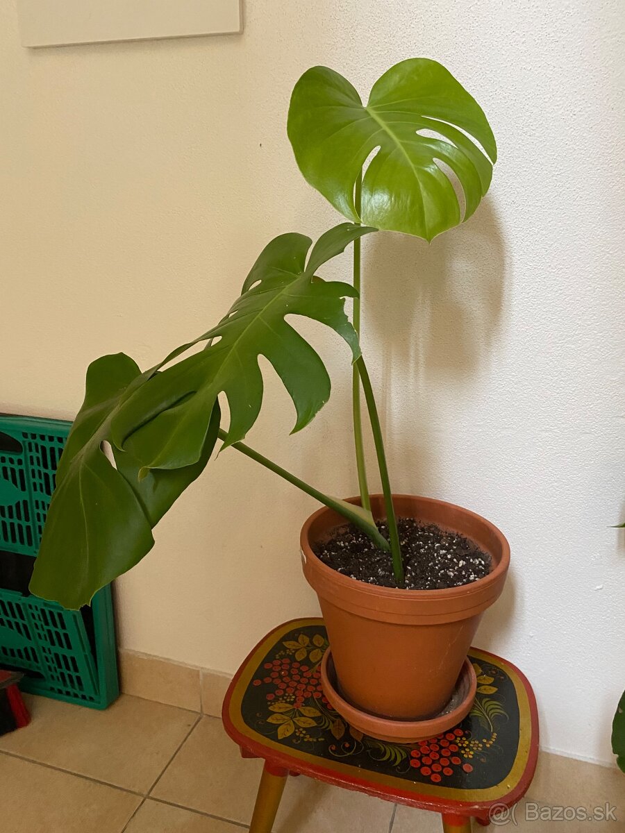 Monstera