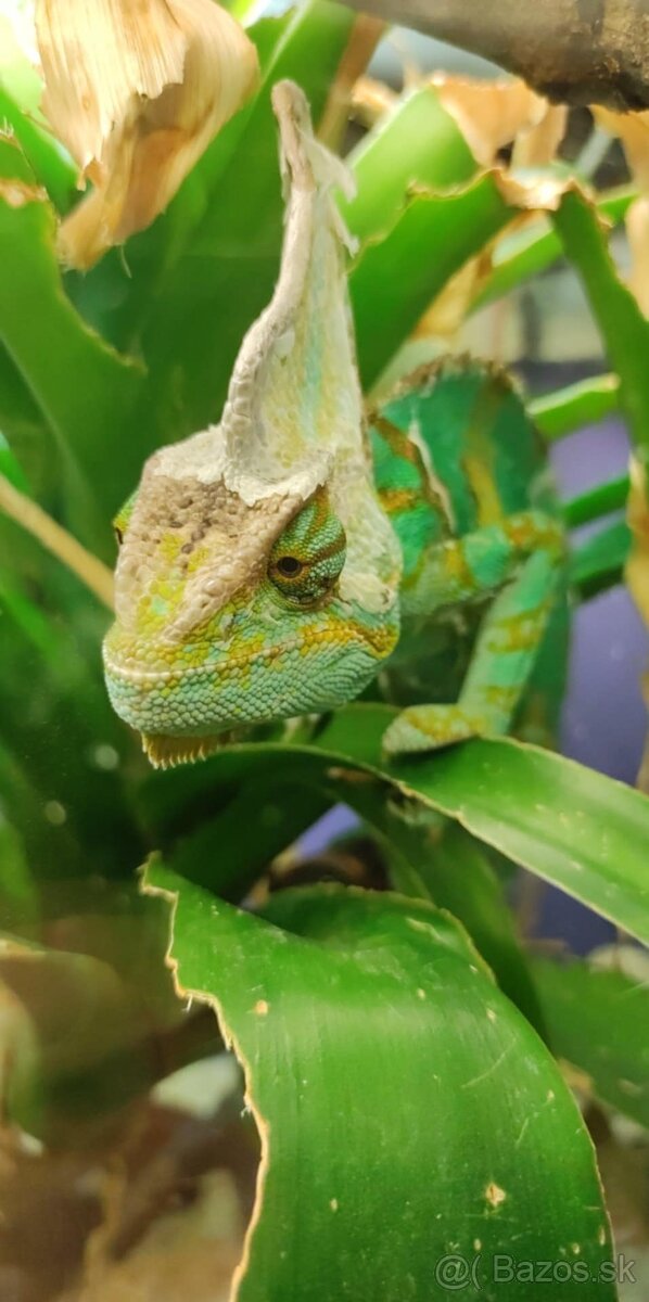 Chameleony