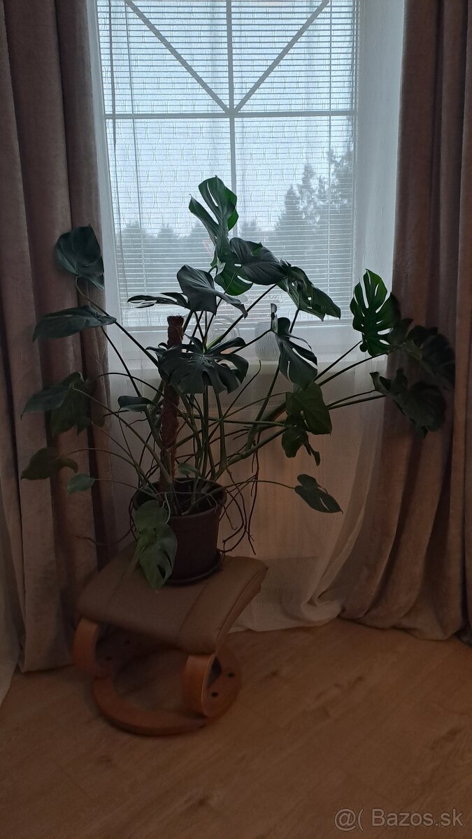 Veľká zdravá monstera