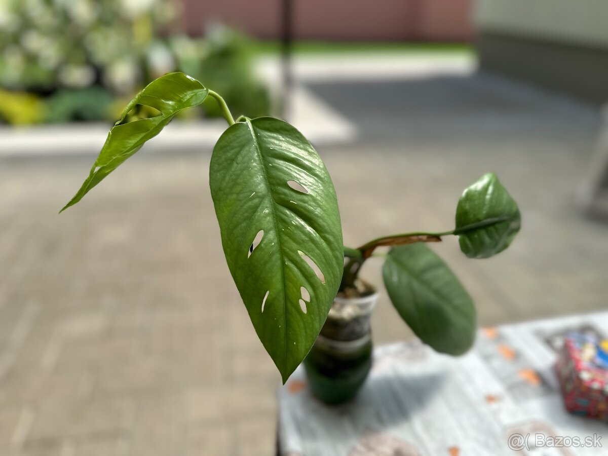 Epipremnum pinnatum “Cebu Blue”