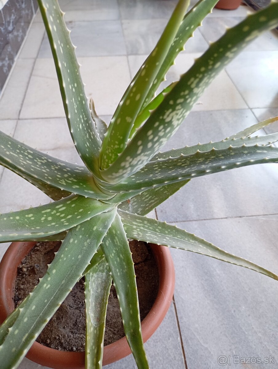 Aloe vera