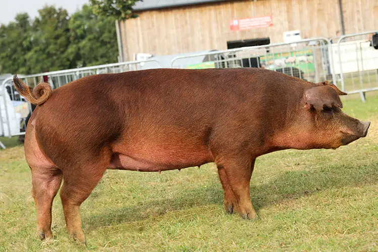 Duroc