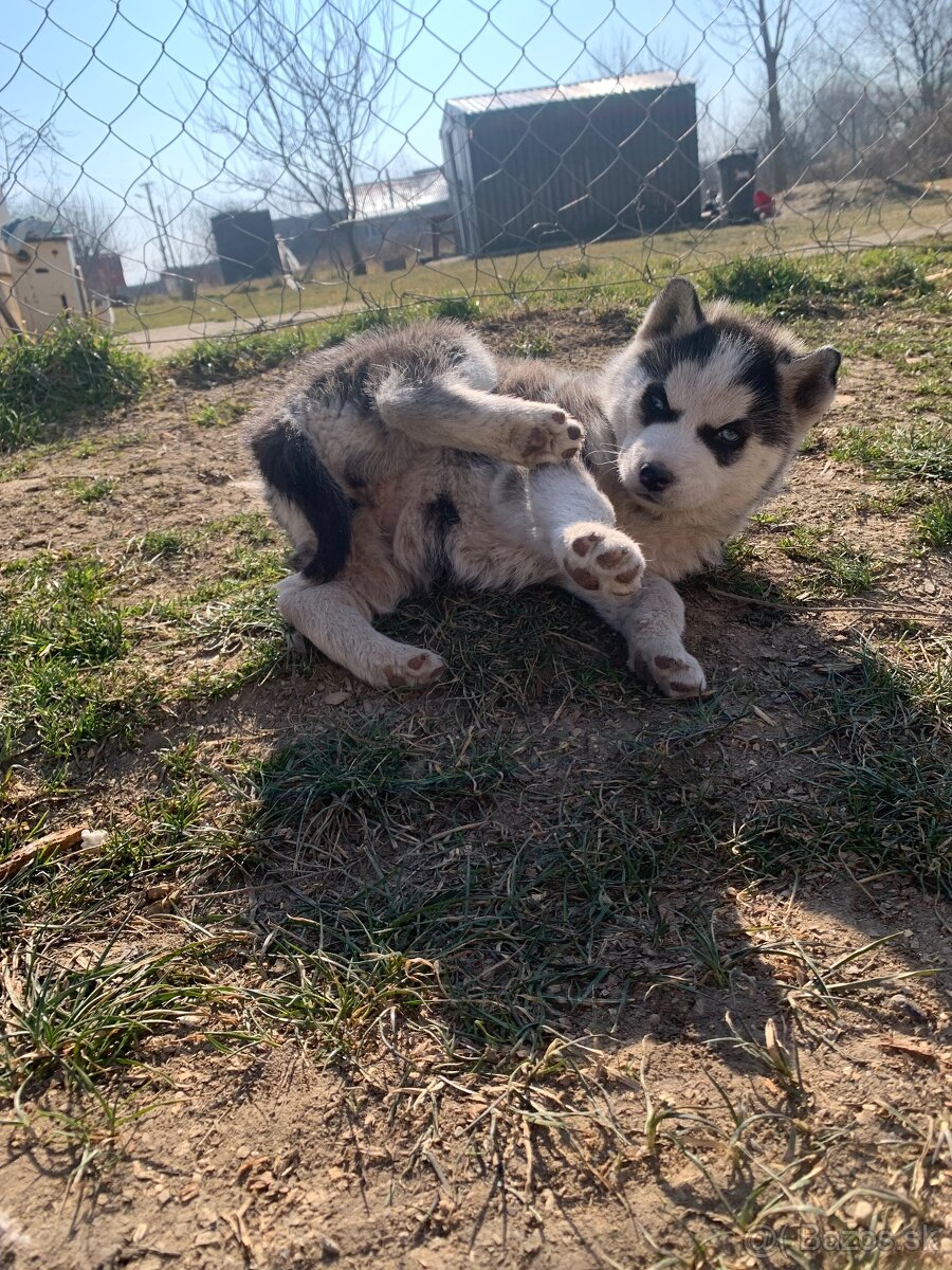 Sibírsky husky