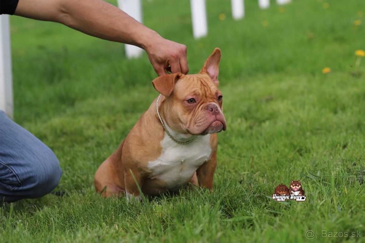 American bully exotic