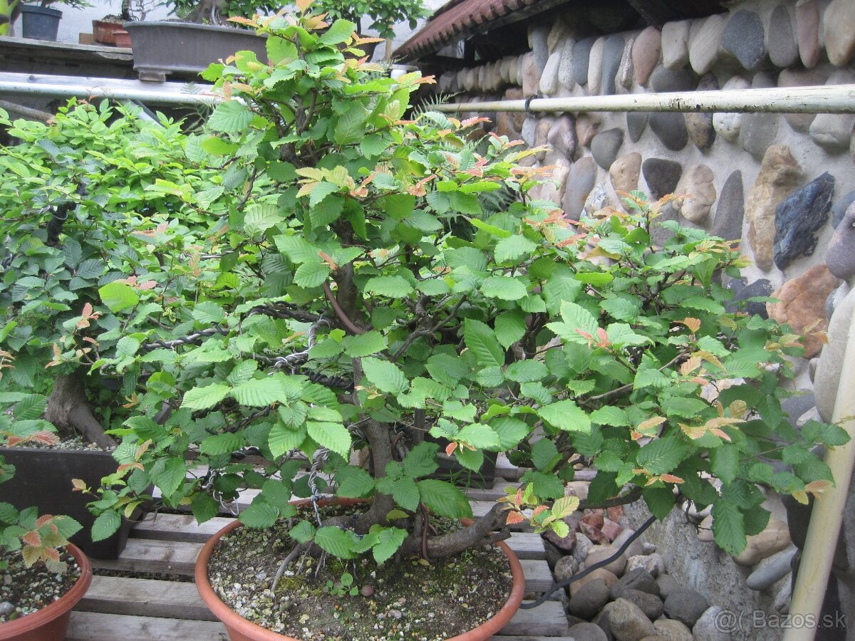 bonsai,bonsaj-hrab25