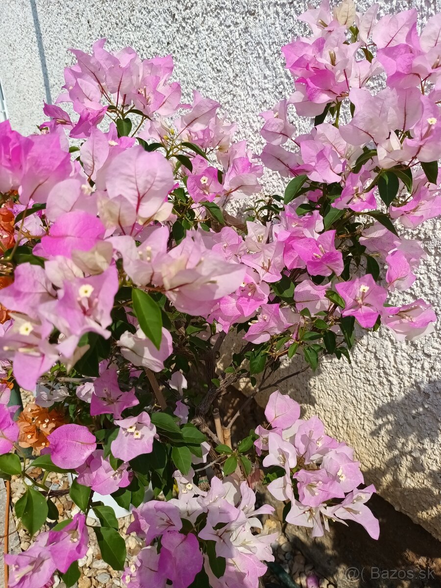 Bougainvillea,( bougainvillea, bugenvilea, bugenvila )