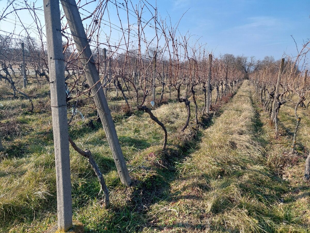 Predám vinohrad v Šenkviciach, okres Pezinok