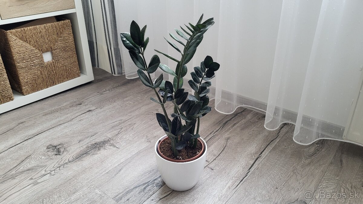 Zamioculcas Dowon (čierny)