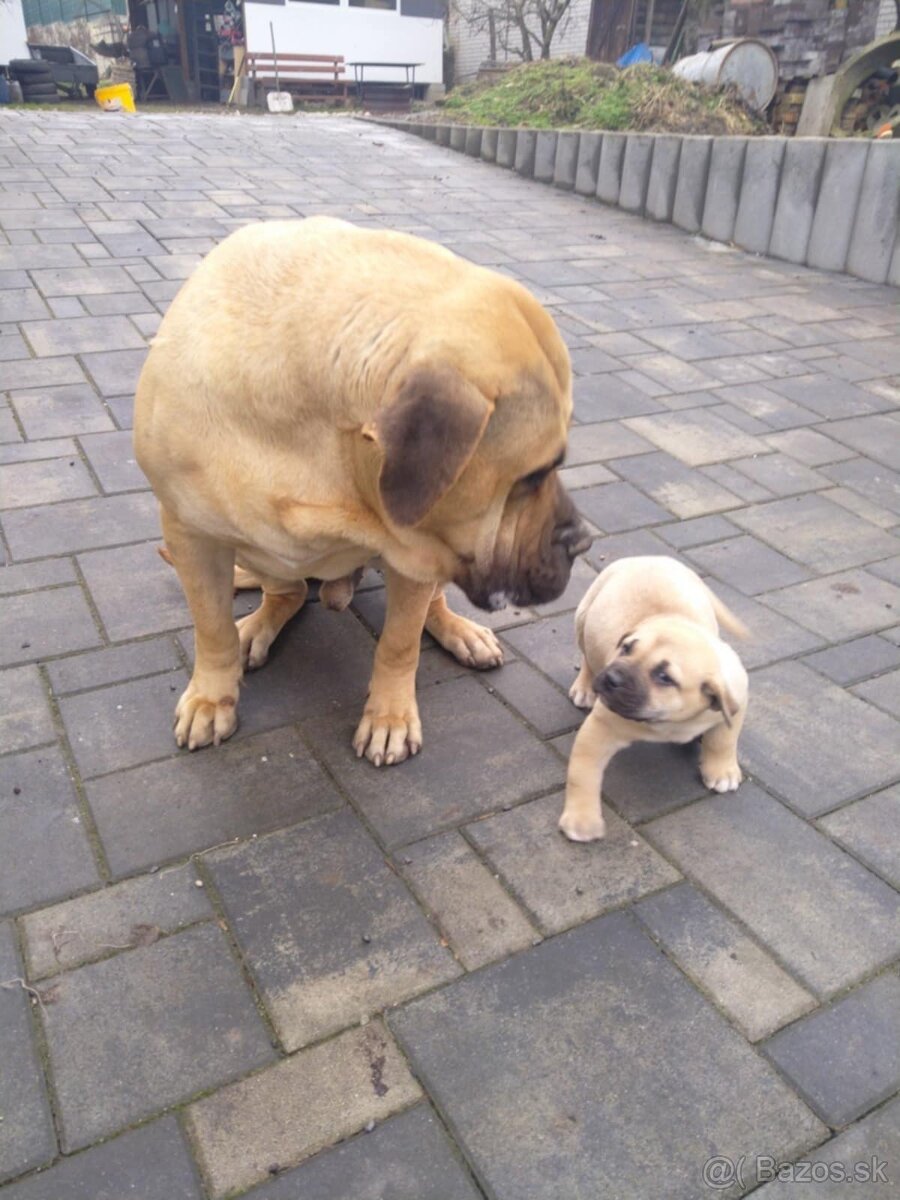 Perro de Presa Canario 
Kanárska doga