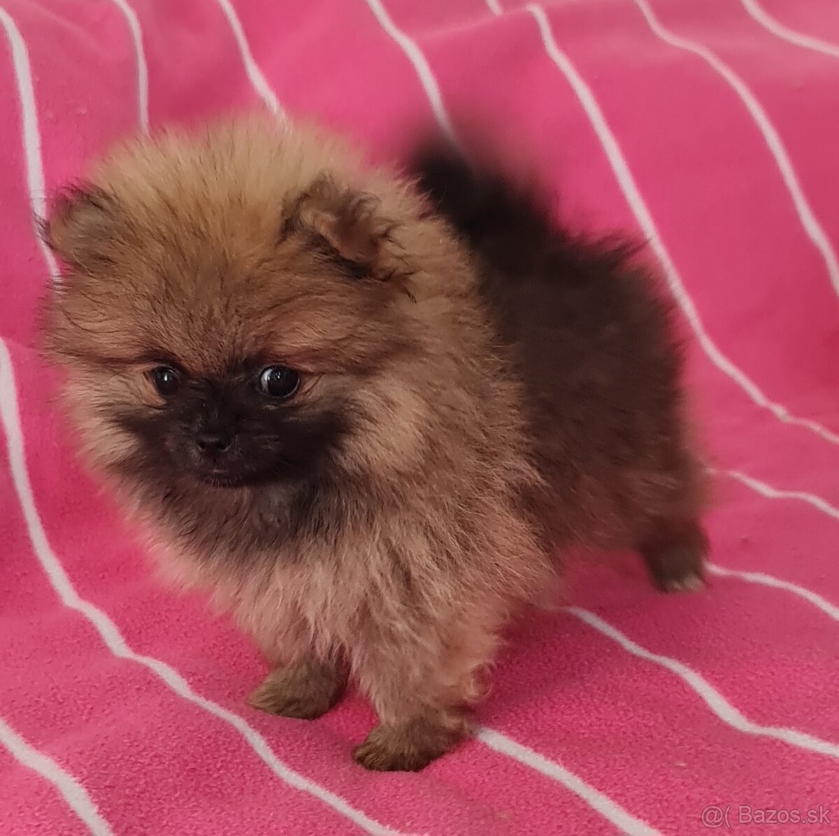 Pomeranian,  Pomerian