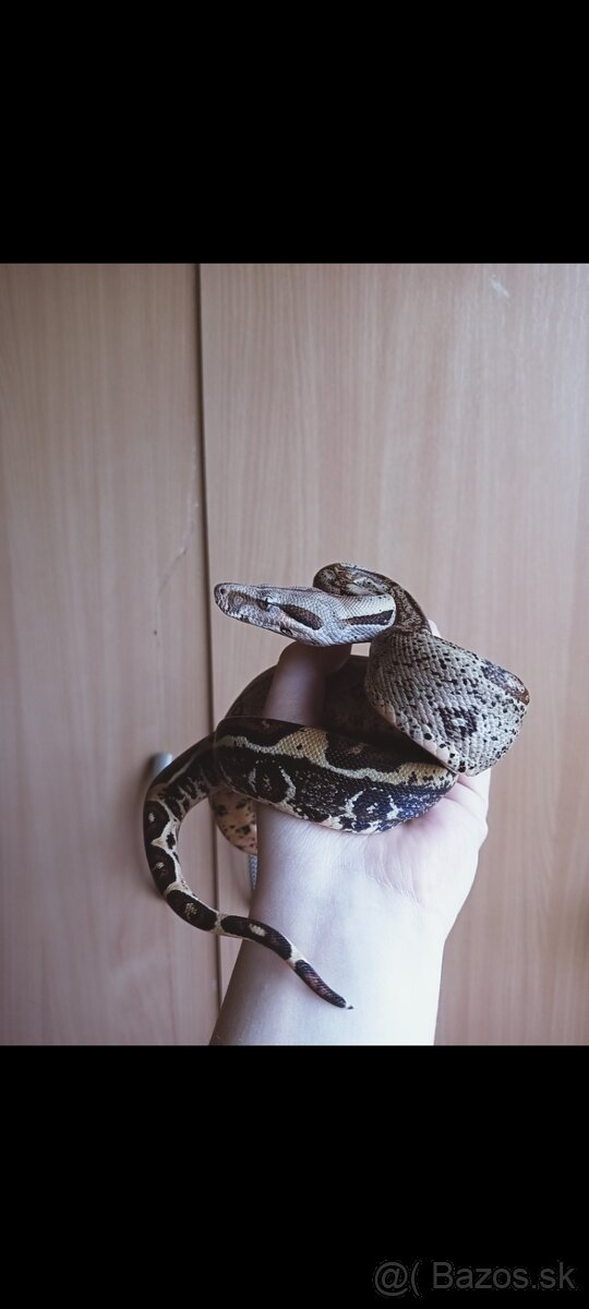 Boa constrictor