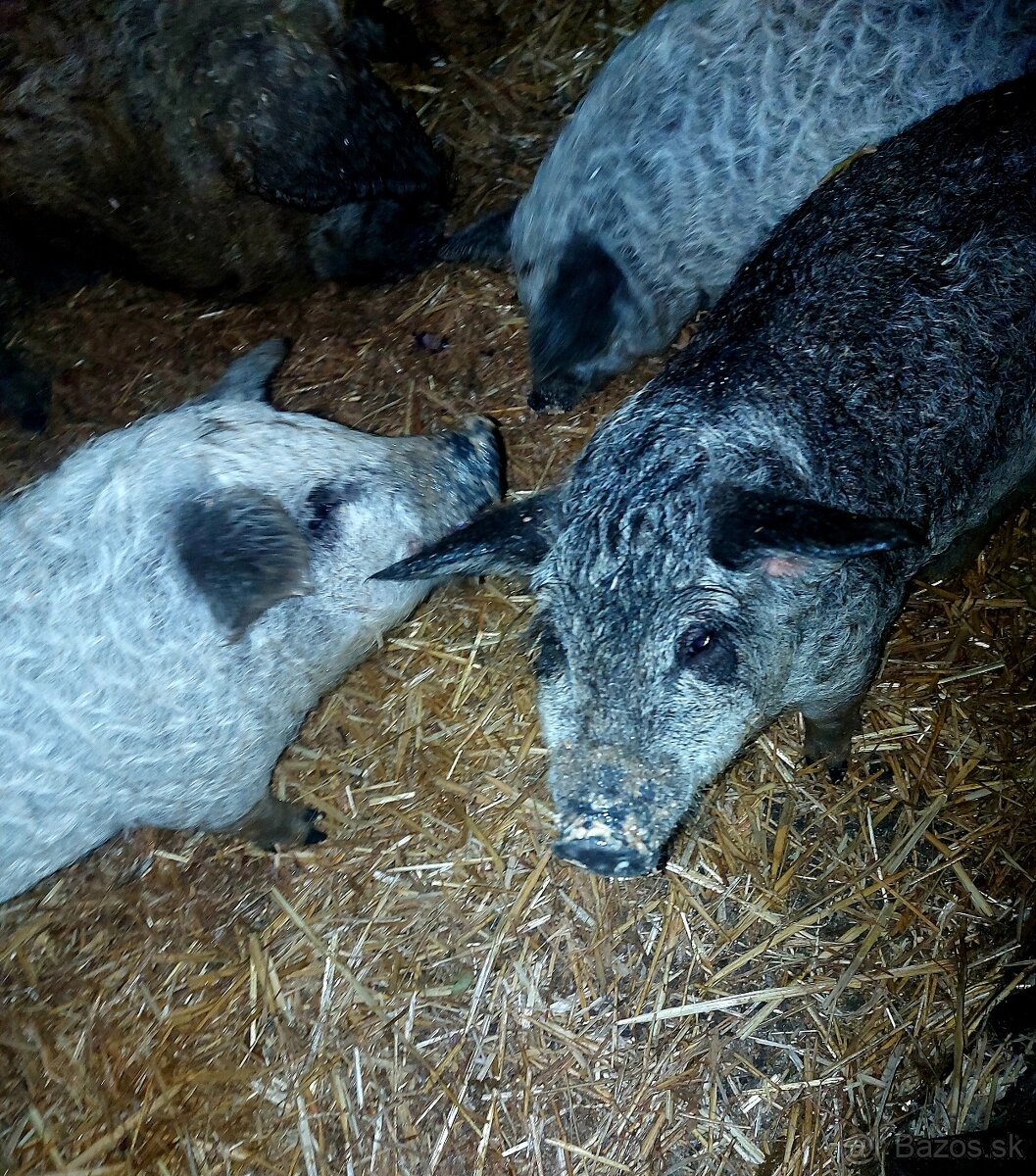 Mangalica prasiatka - prasatá