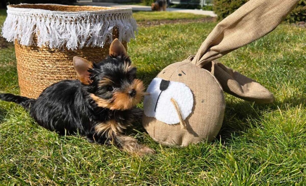 Yorkshire Terrier s PP