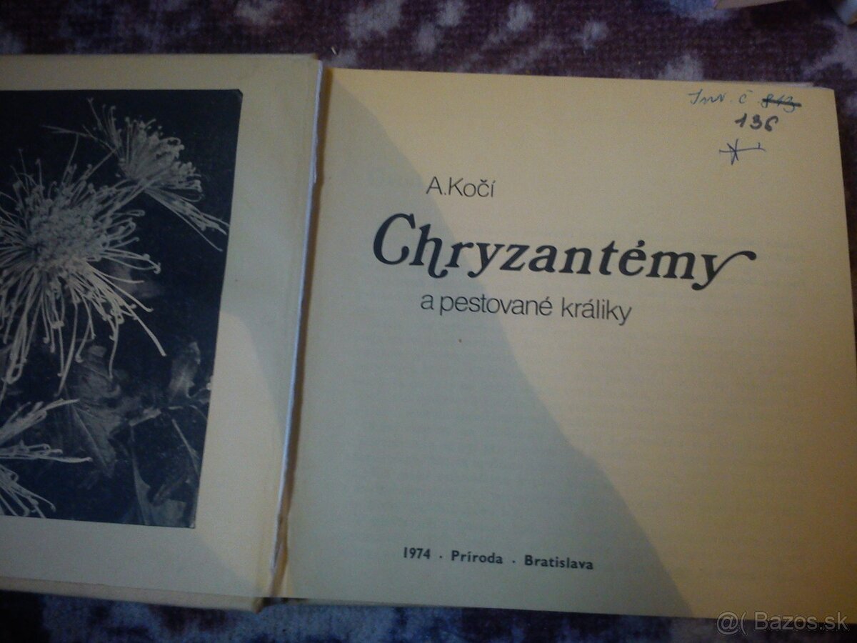 chryzantémy