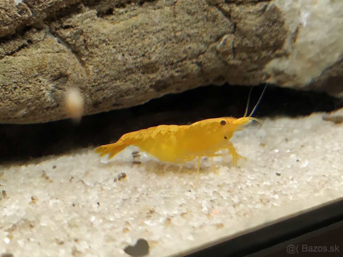 Neocaridina davidi orange