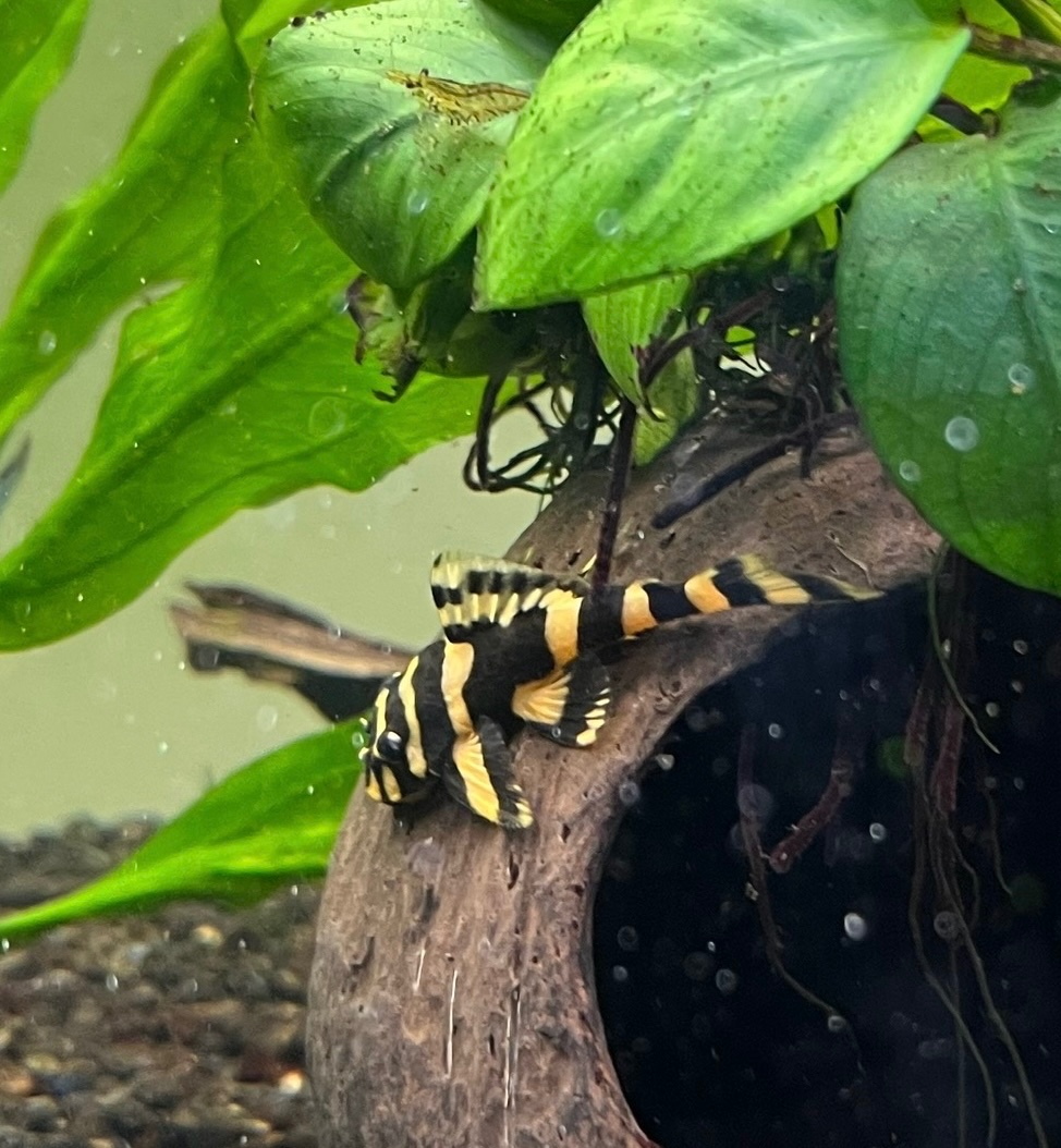 L168 Pleco