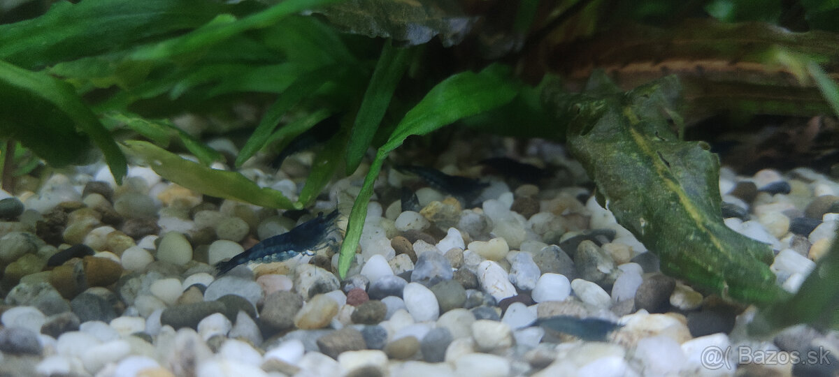 Krevetky - Blue dream (Neocaridina davidi)