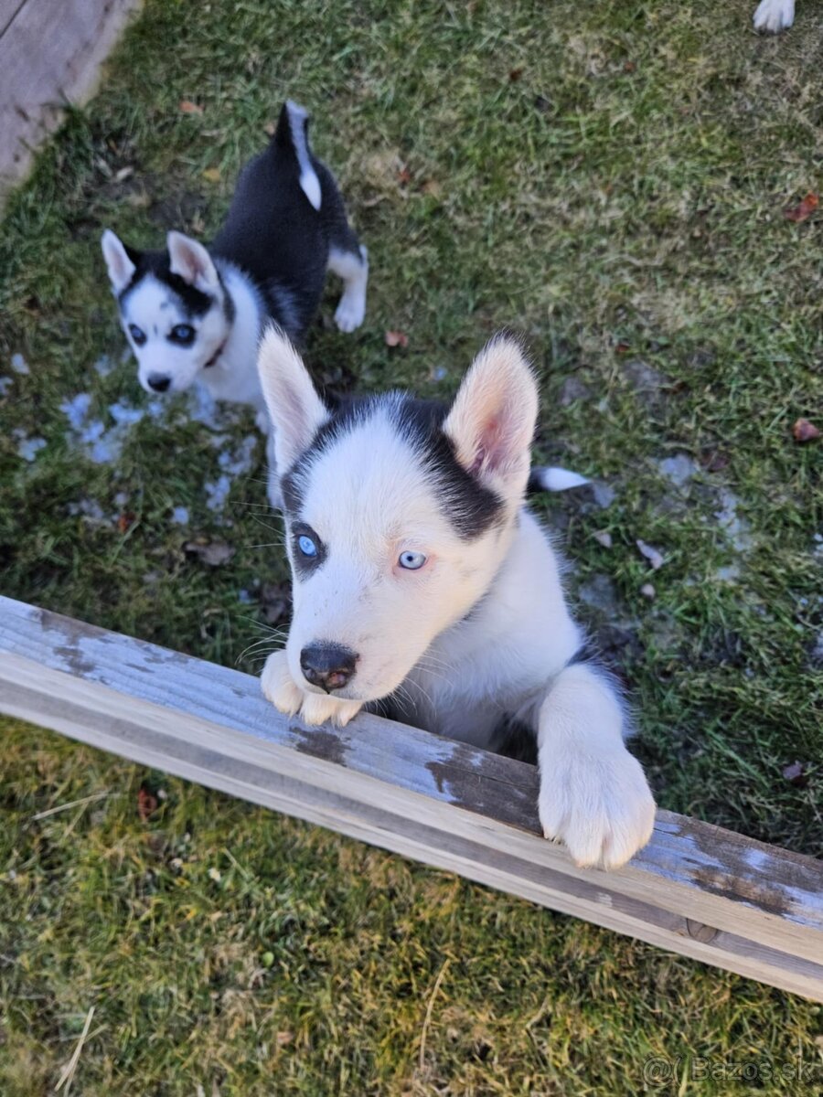 Šteniatka sibírsky husky