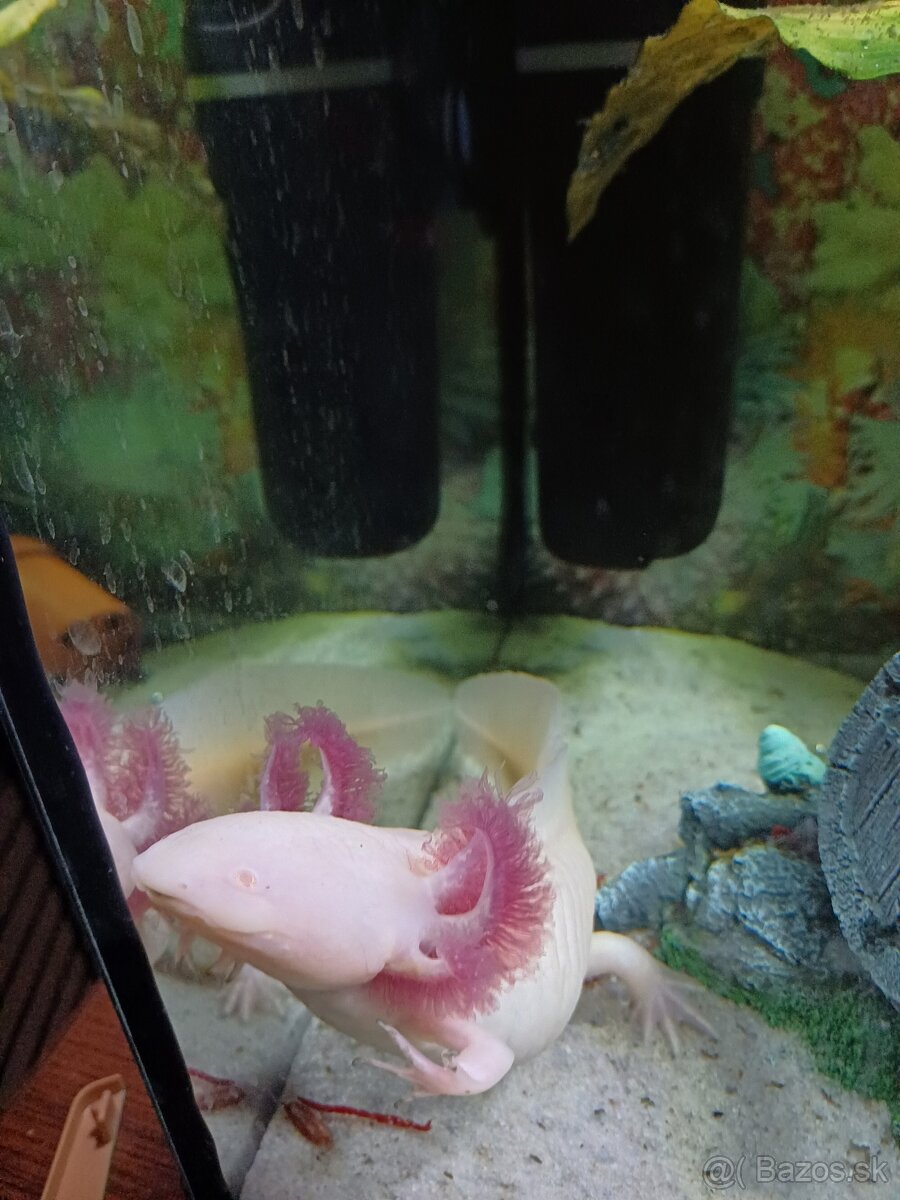 Axolotl-albín