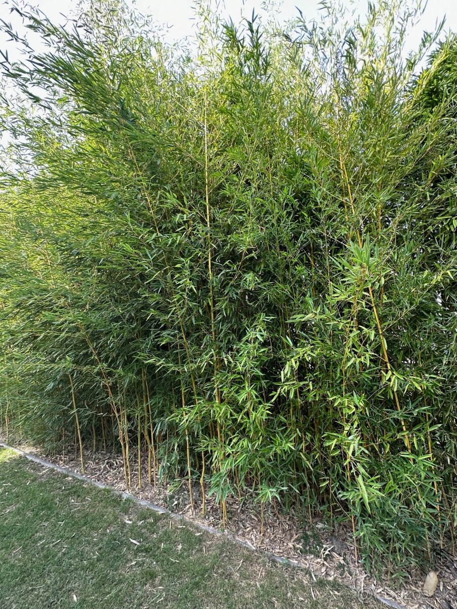 Predám bambus phyllostachys aureocali, výška 2,5 - 4 m