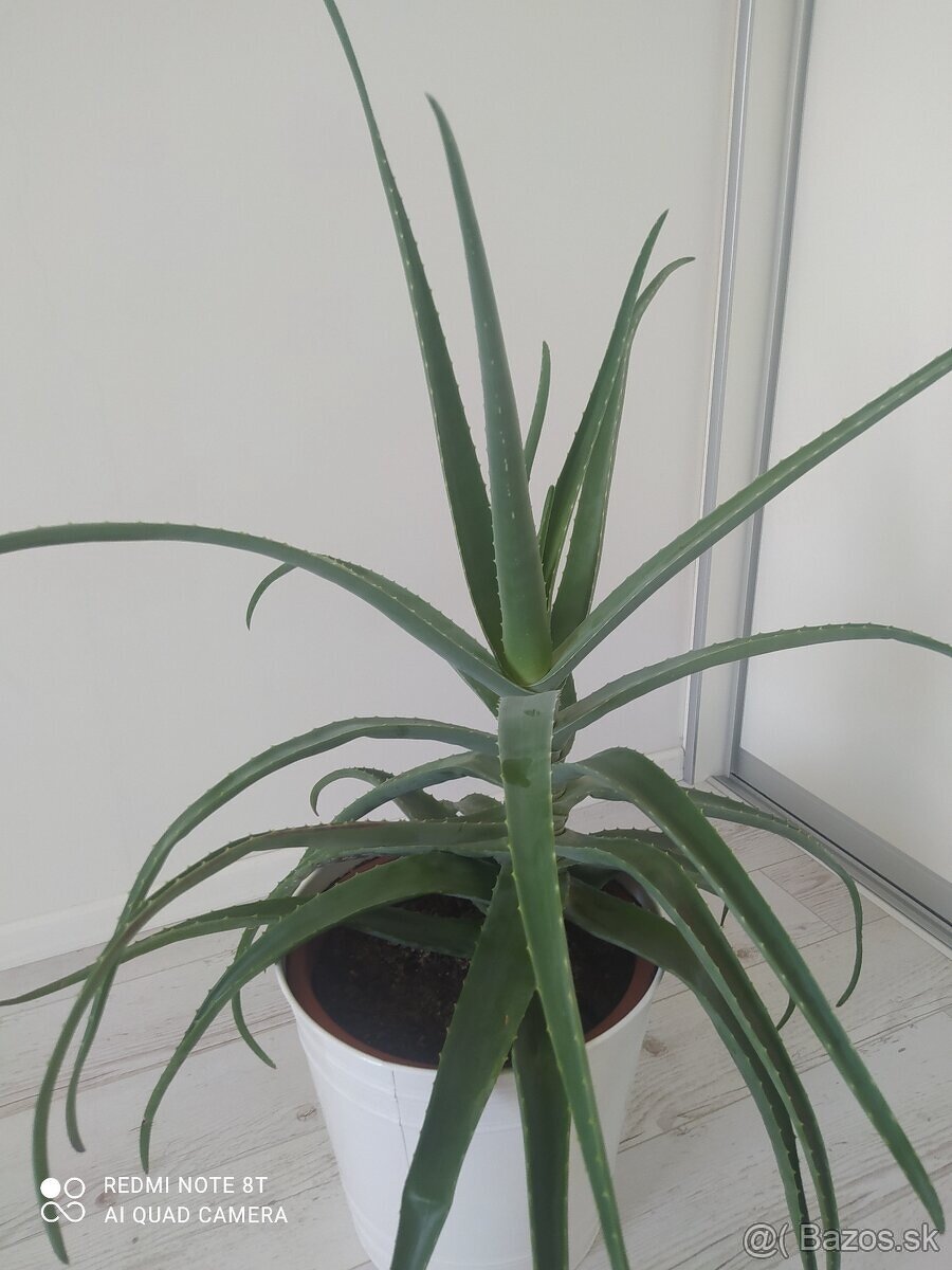 Krásne mohutné aloe vera