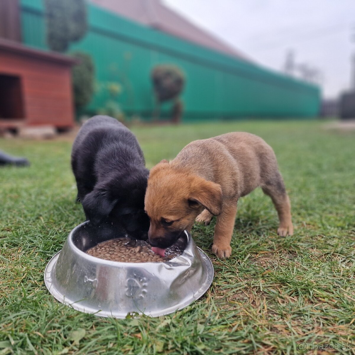 Darujeme šteniatka psíkov labrador