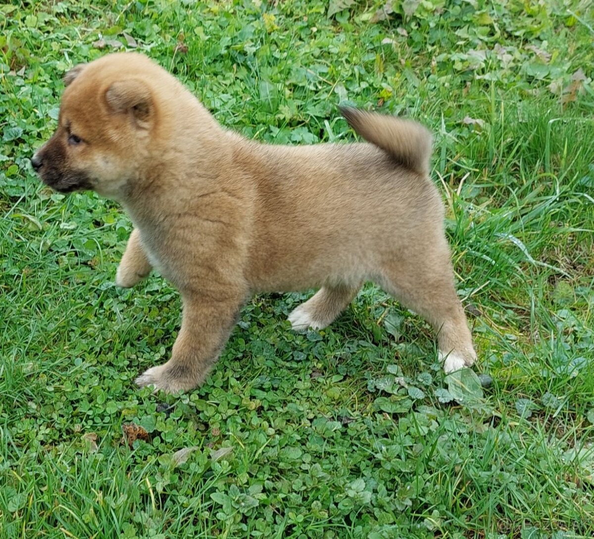 shiba inu