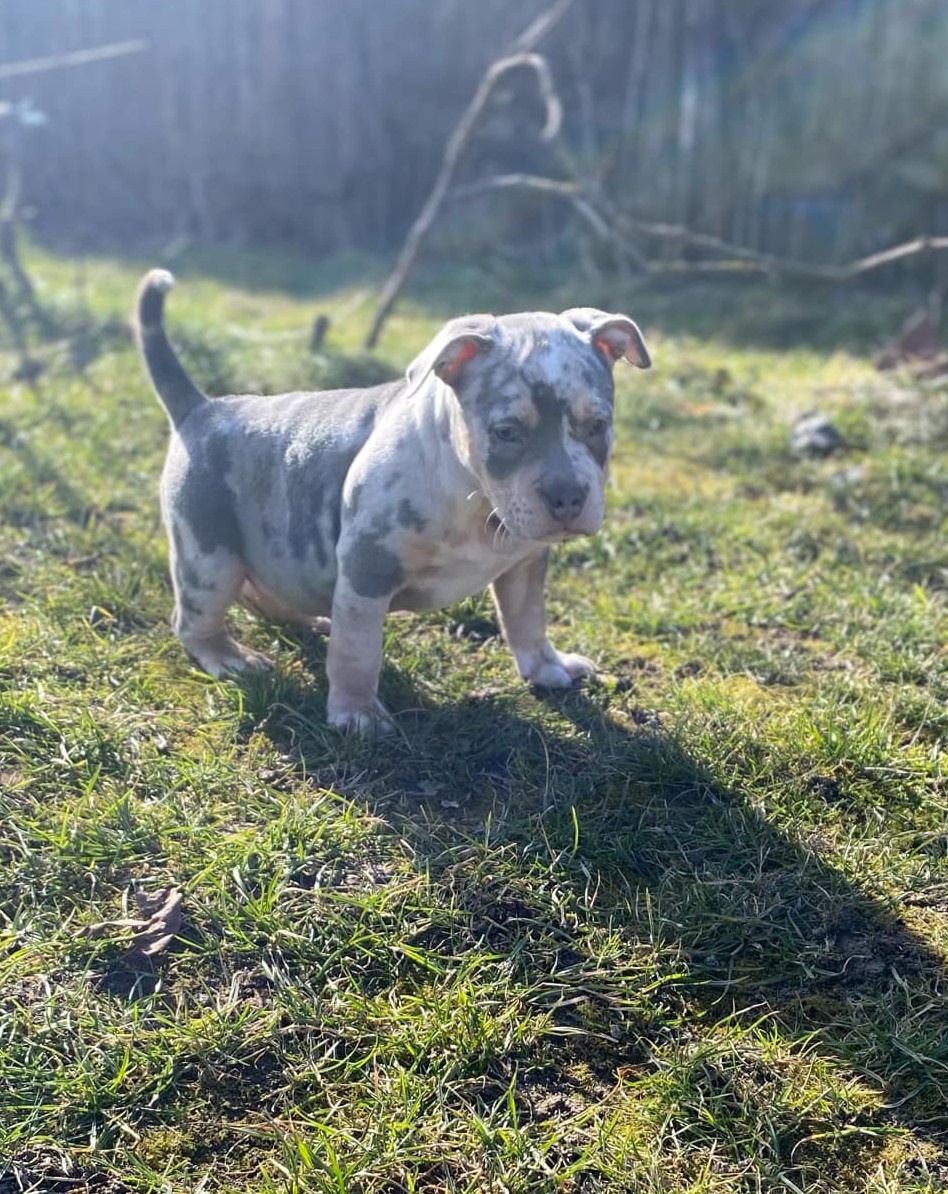 American bully