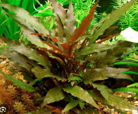 Cryptocoryne wendtii Brown