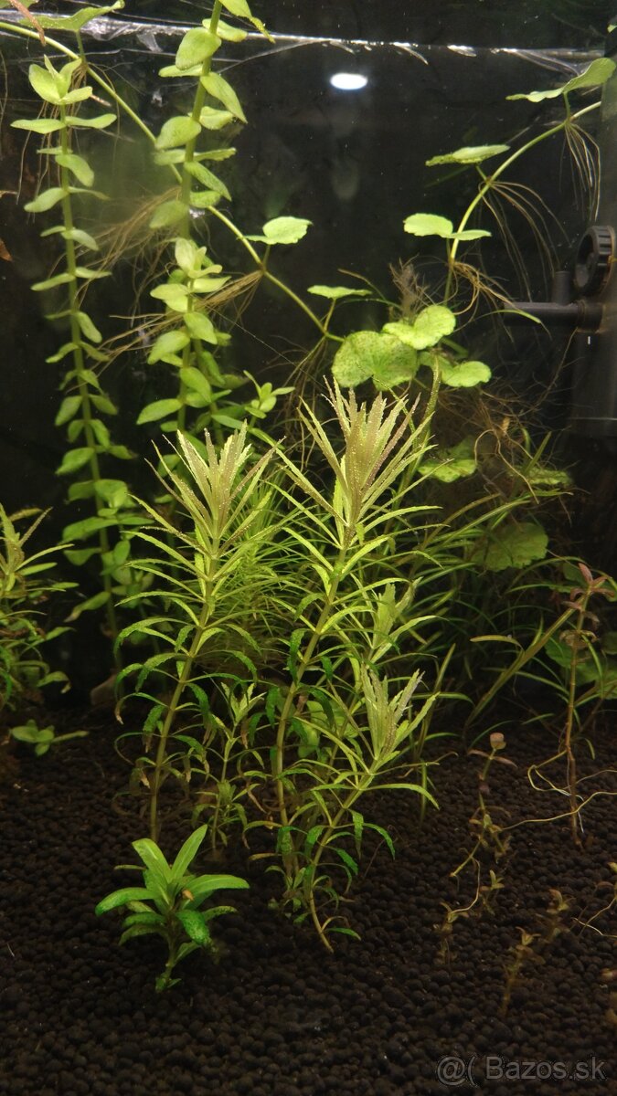 Krevetky,  akvarijné rastlinky