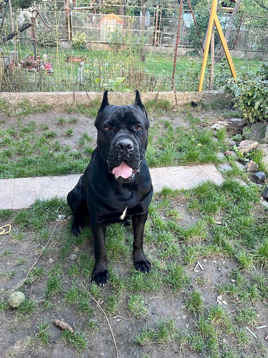 Cane corso