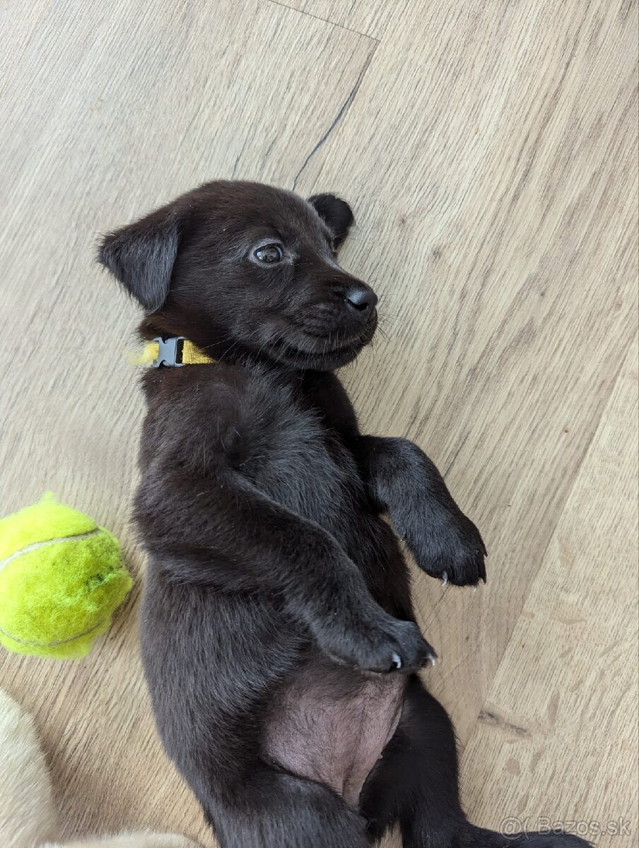 Labrador steniatka, posledna cierna sucka