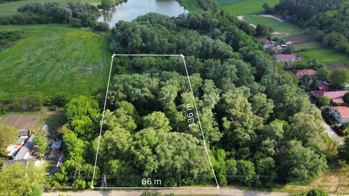 Lesný pozemok s výmerou 9006 m2, Čechy