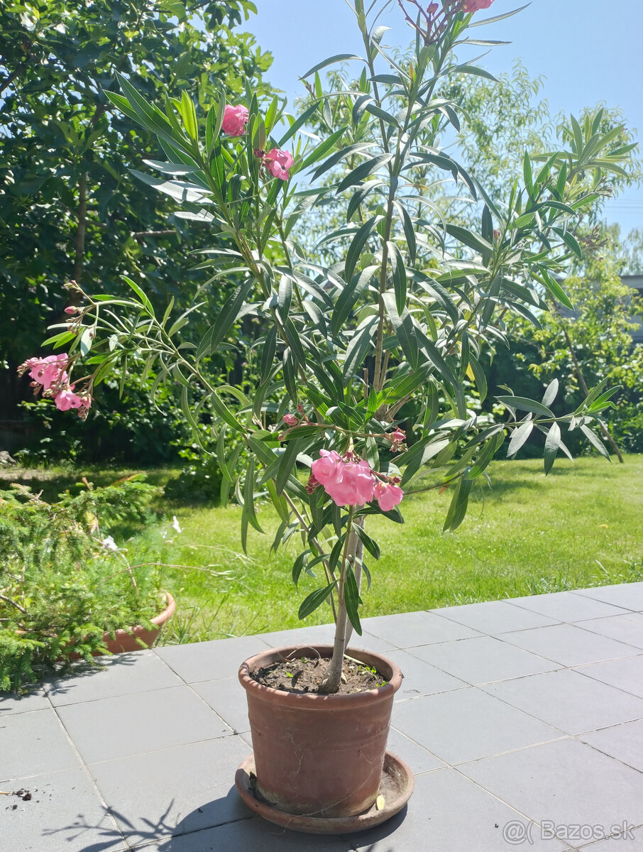 Oleander žltý, ružový - Predaj