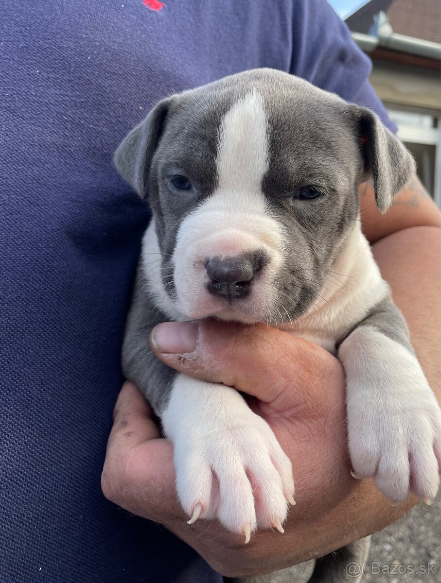 American Bully XXL