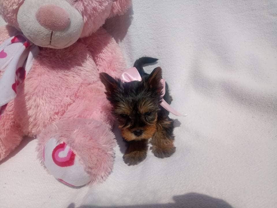 yorkshire  terrier mini