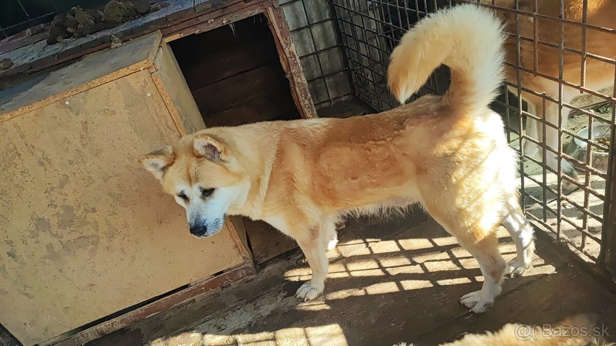 Akita inu