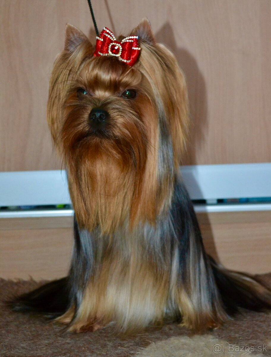 Jorkšírský teiér / Yorkshire Terrier