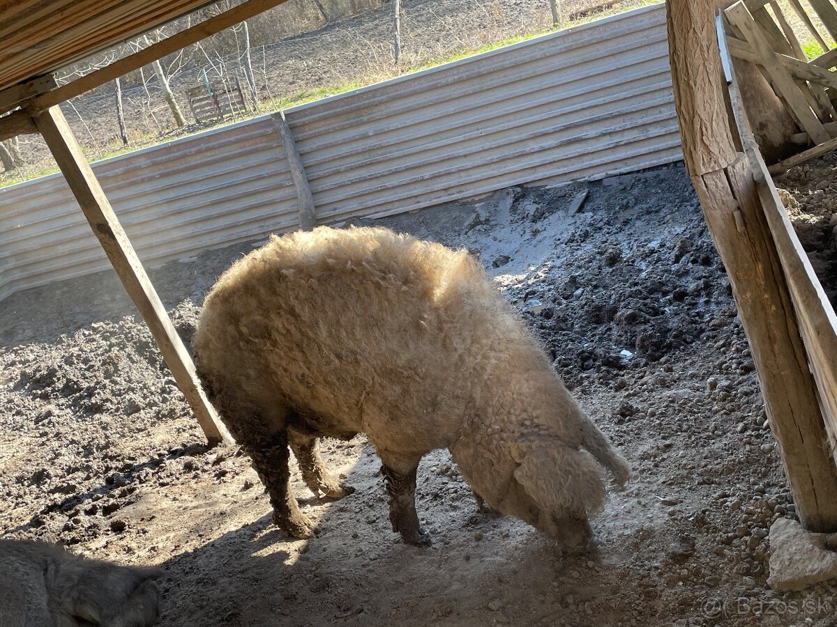 Predam mangalica