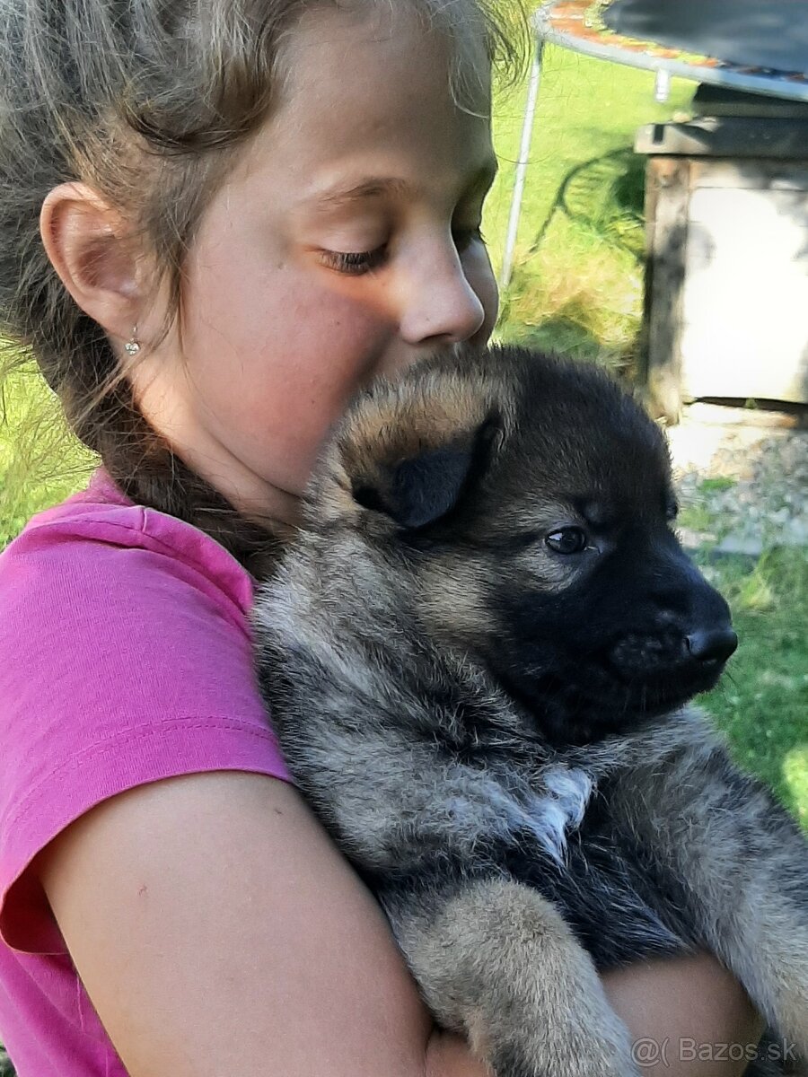 NEMECKÝ OVČIAK ŠTENIATKA dve fenky, jeden pes