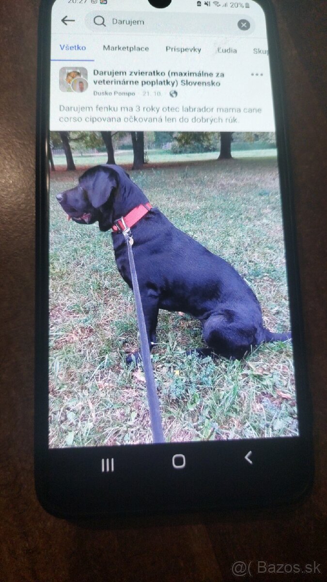 Darujem 3 rocnu fenku otec labrador mama cane corso.