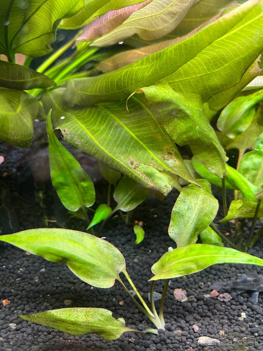 Cryptocoryne pontederiifolia, parva, wendtii, affinis